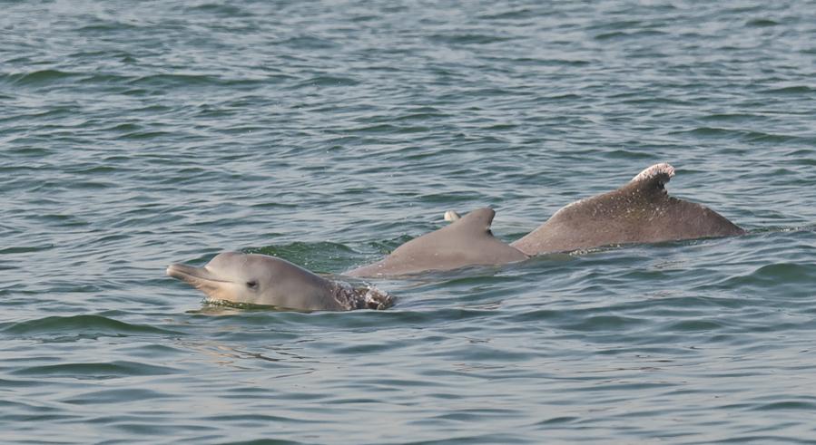 Delphin