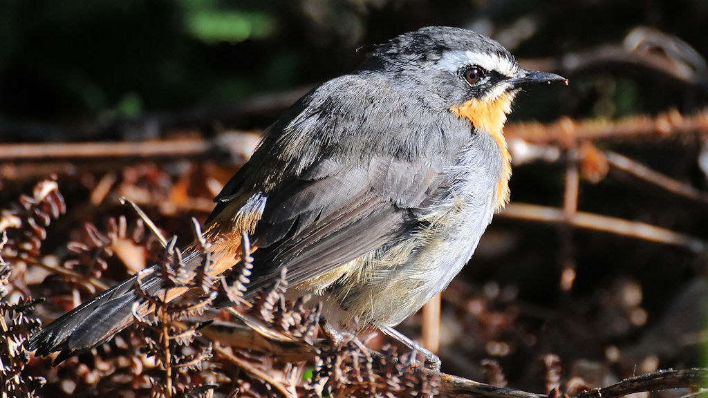Den Vogel habe ich auch noch nicht sicher identifizieren können.
Es könnte sich um einen Kaprötel handeln?
s221 RobinChat 0500