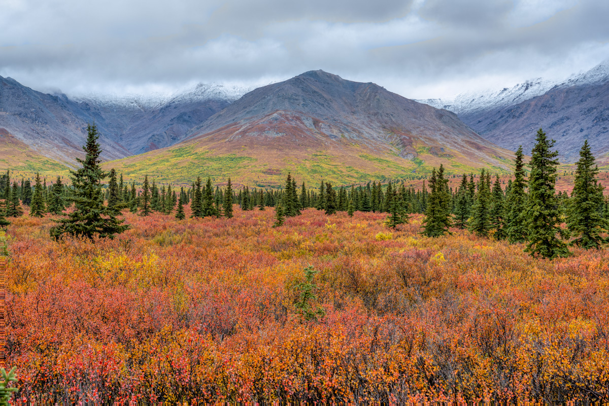Denali Herbst.jpg