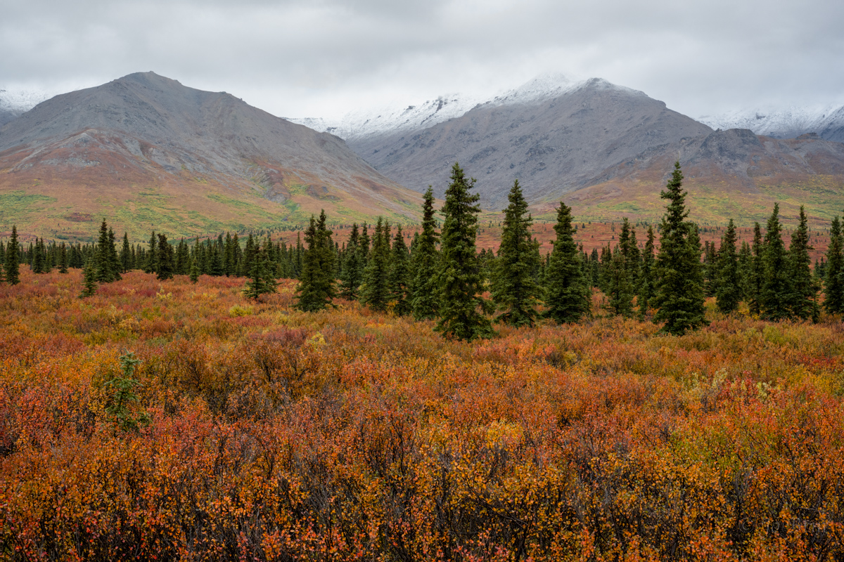 Denali1.jpg