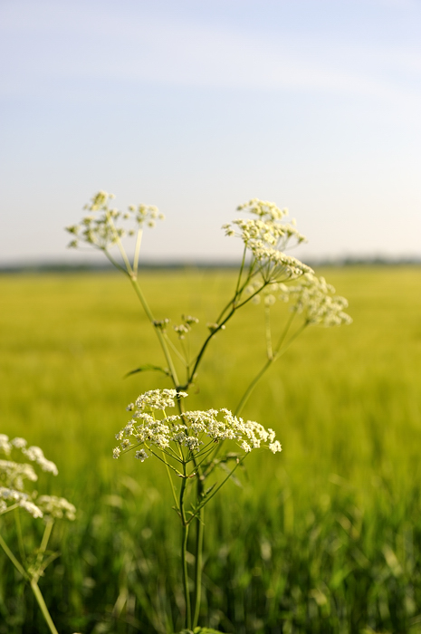 depth of field effect
