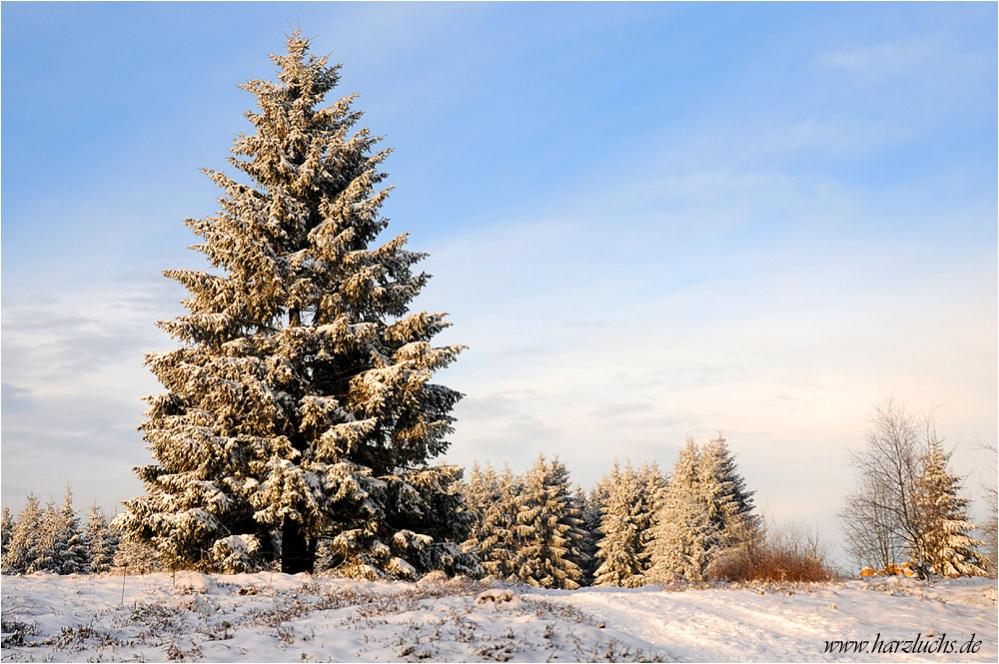 der Baum ....