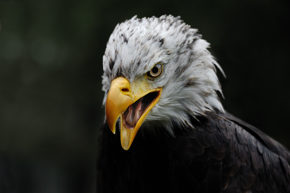 Der Blick
