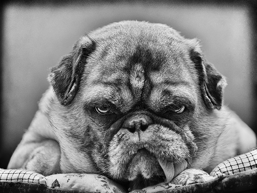 Der Boss
