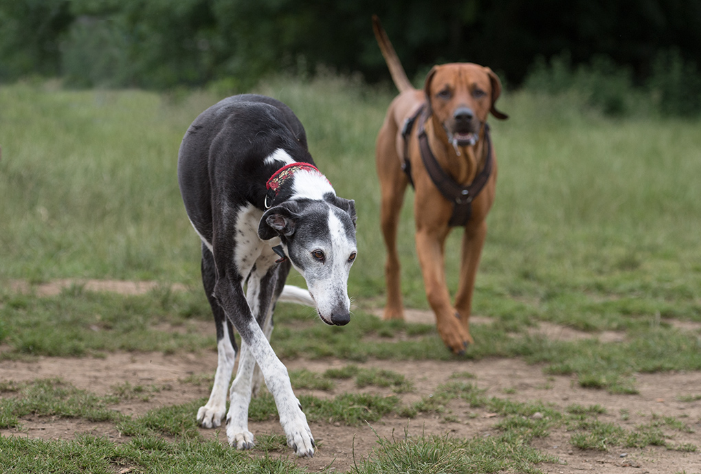 der Dünne