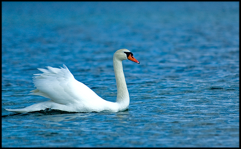 Der Einsame Schwan in Groß