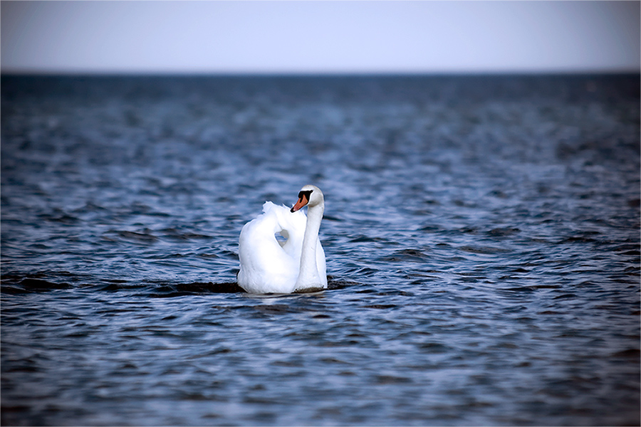 Der einsame Schwan