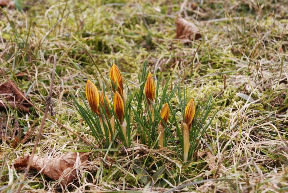 Der Frühling kommt mit Macht