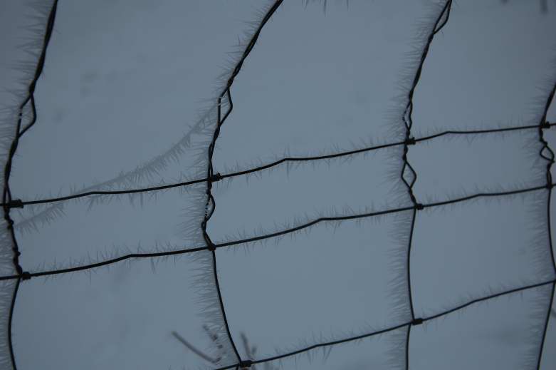 Der Frost
