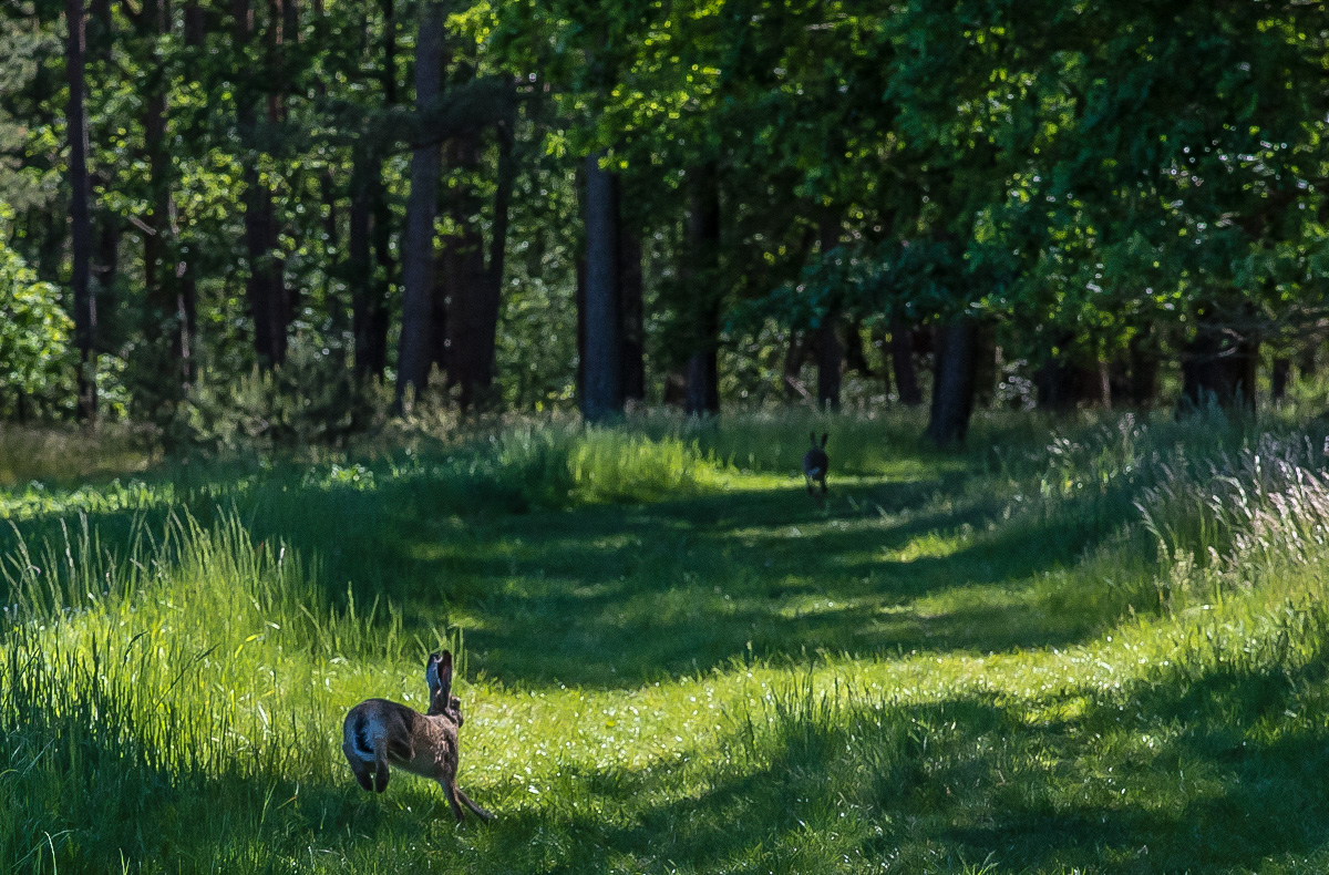 Der Hasenweg.jpg