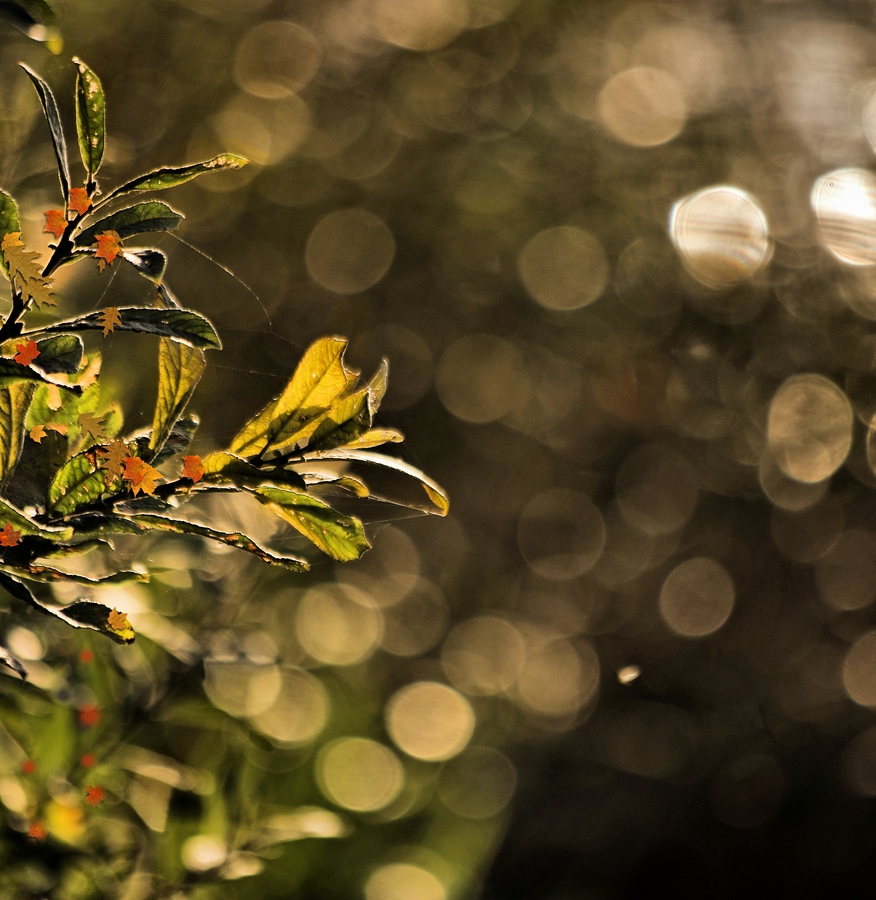 Der Herbst ist da.jpg