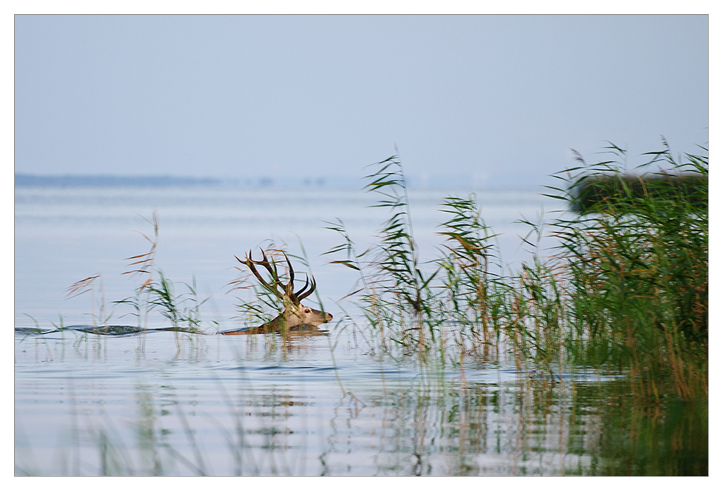 der hirsch in unserer bucht