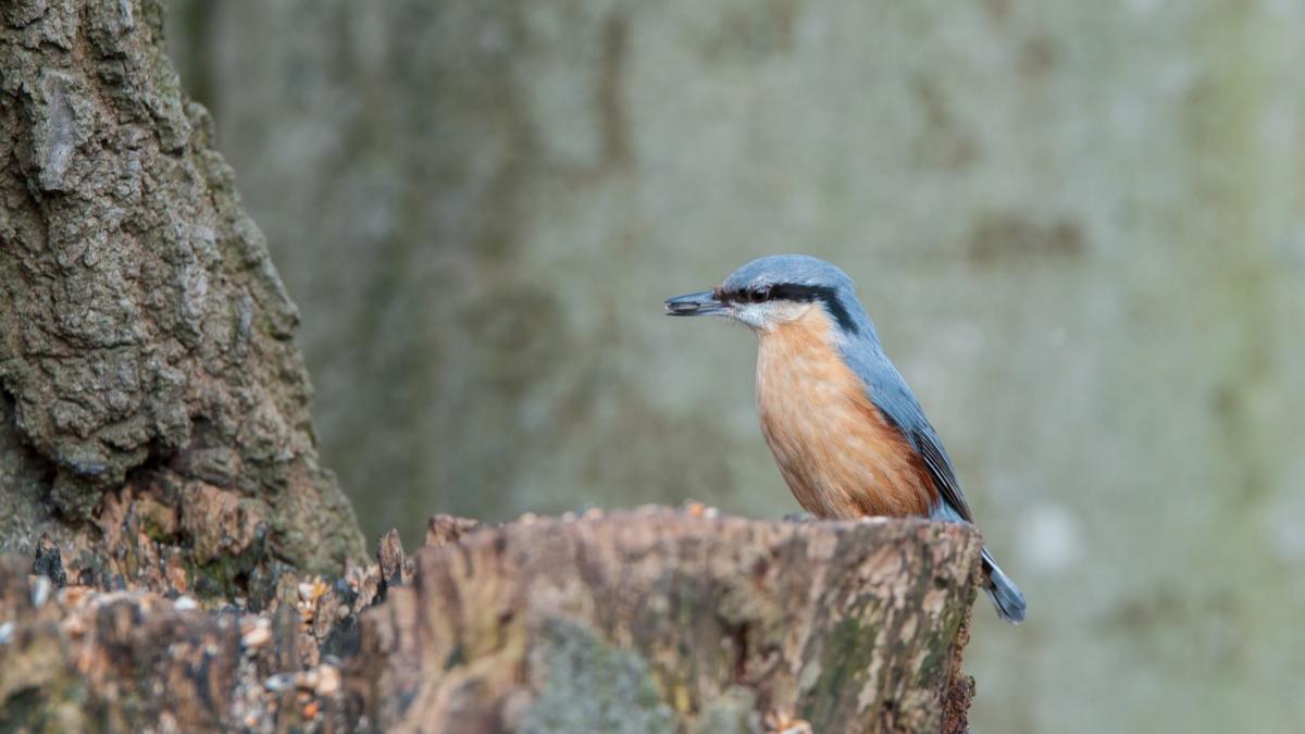 Der Kleiber. Fotografiert mit der D90 und dem Tamron 70-200 2.8usd vc
