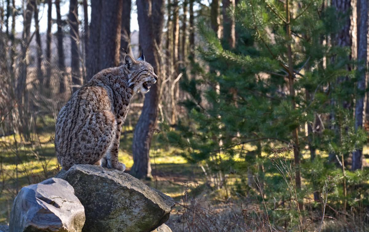 Der leise Ruf des Luchses