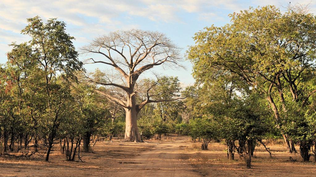 Der Nationalpark ist mit Miombo-Wald bedeckt.
Die Baobabs haben Ende Mai bereits die Blätter verloren
0836