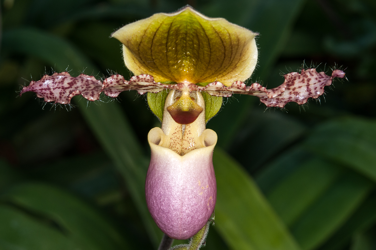 Der Orchideenkönig.jpg