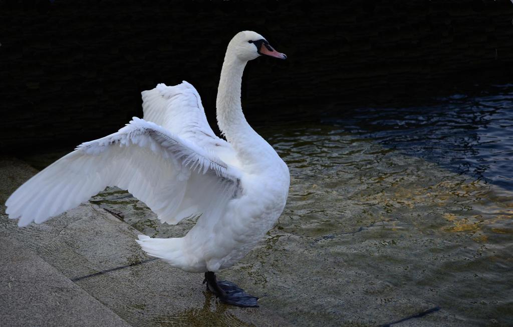 Der Schwan als Adler