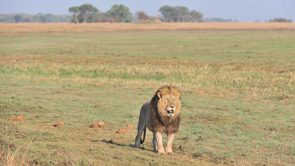 Der Sohn von Big John
Der König der Busanga Plains
4171