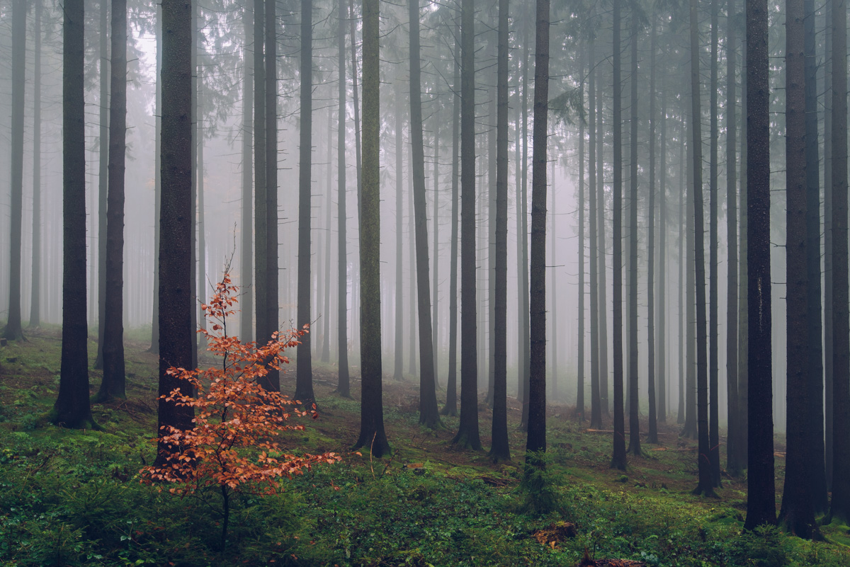 Der Taunus im Herbst