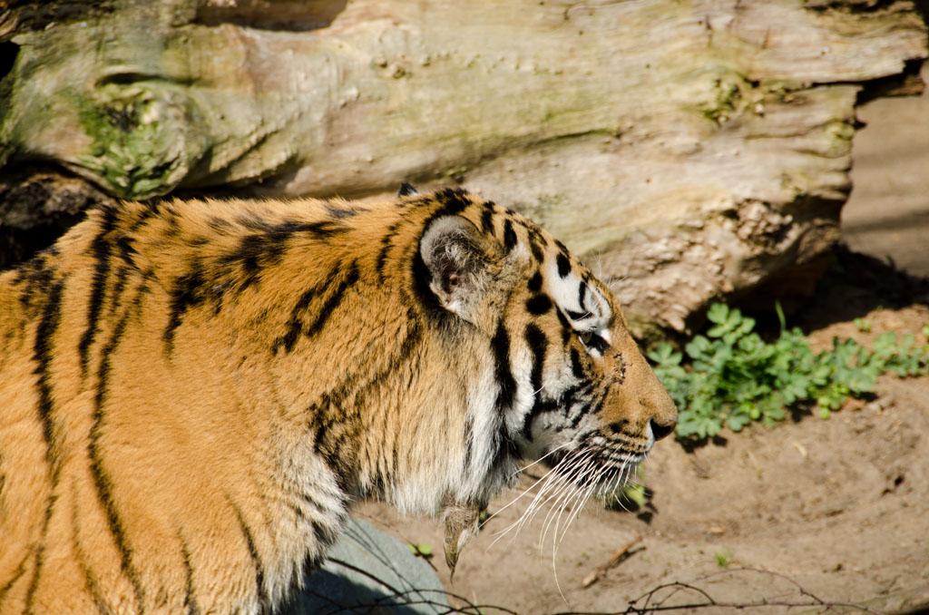 Der Tiger im Zoo
