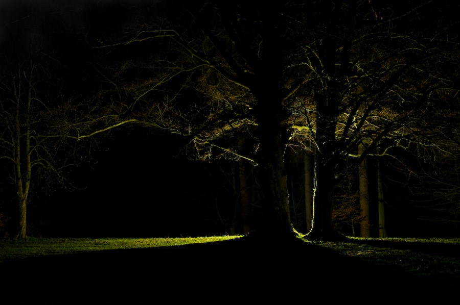 Der Wald