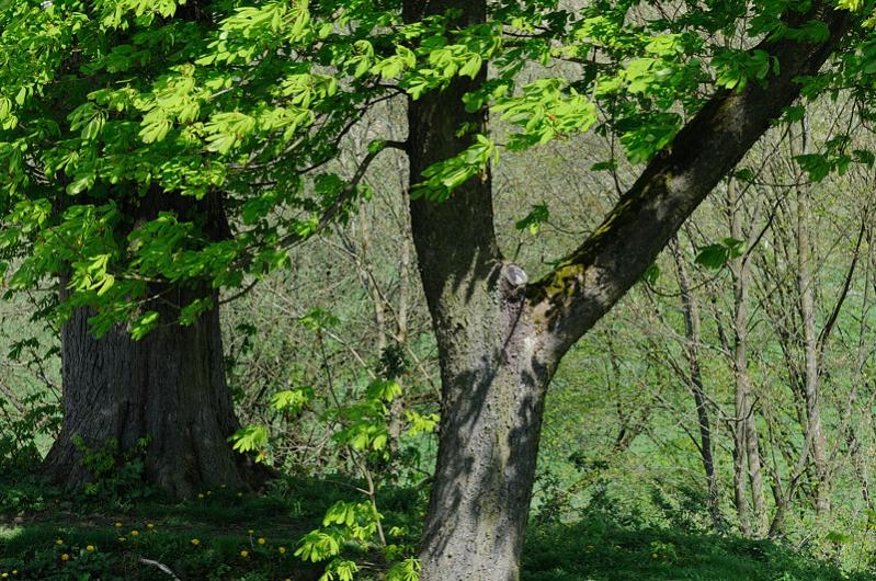 Der Wald