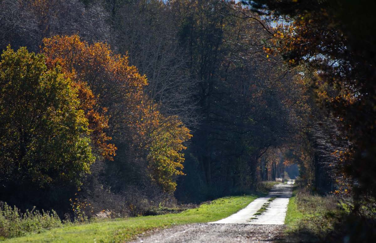 Der Weg ins Moor 2.jpg