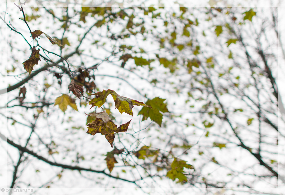 Der Wind fegt die letzten Herbstblätter von den Bäumen