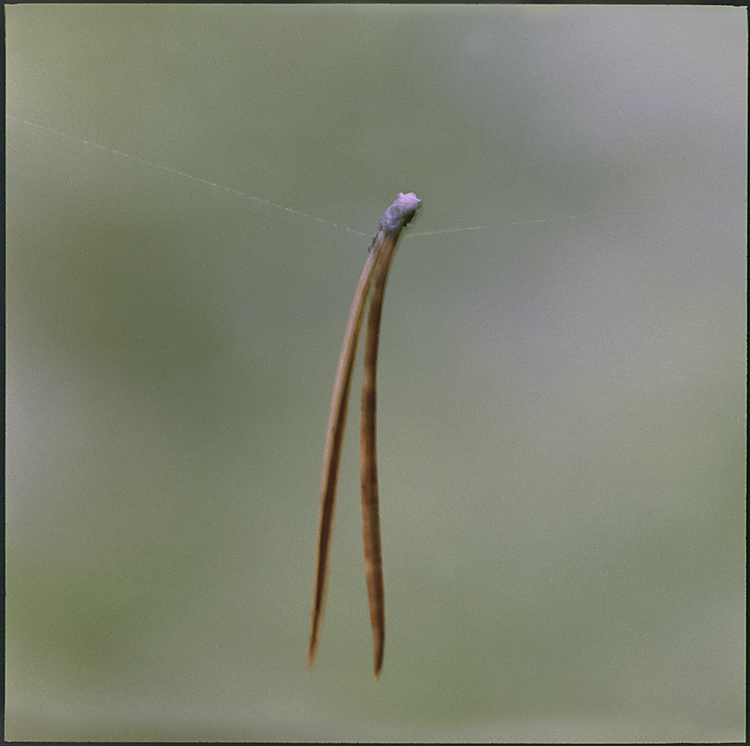 Detail eines trüben Tages am Wegesrand