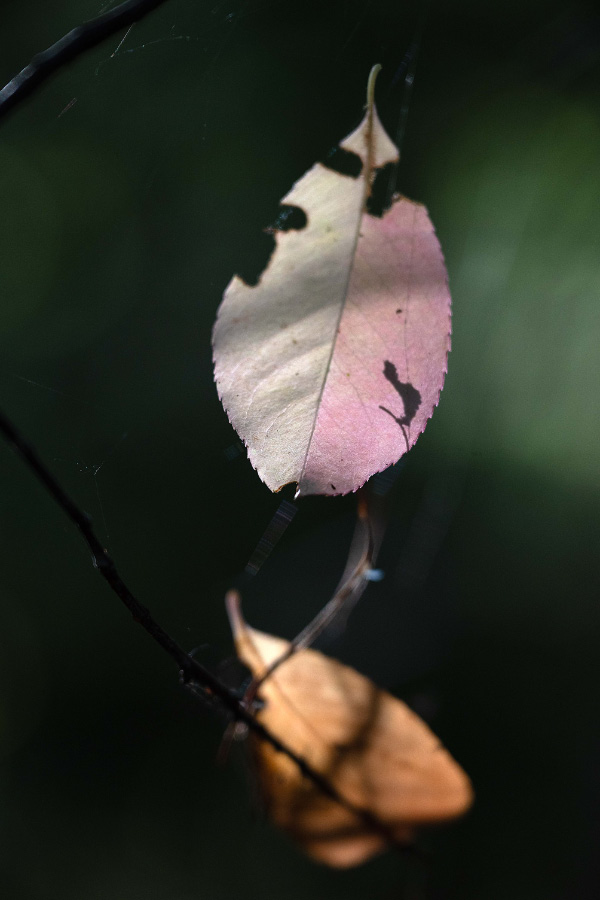 Dezente Herbstfarben 2.jpg