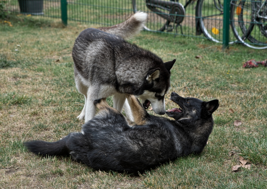DFX_4650.jpg