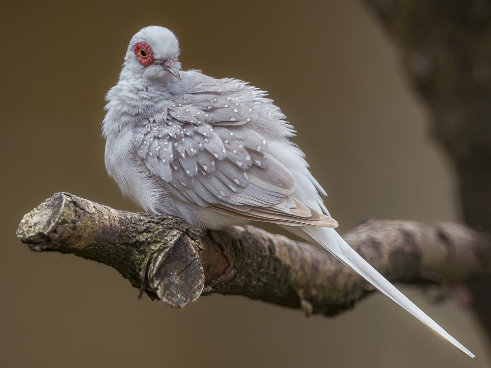 Diamanttäubchen