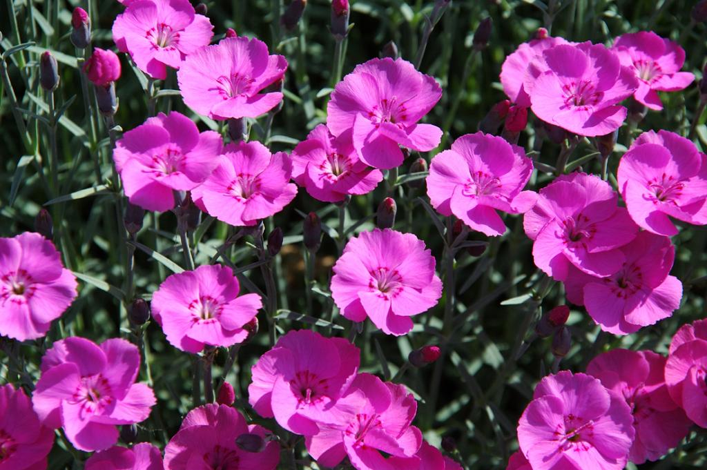Dianthus grapolitanus