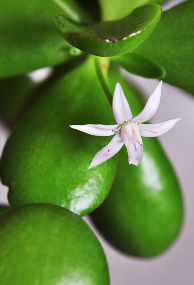 Dickblattblüte 01