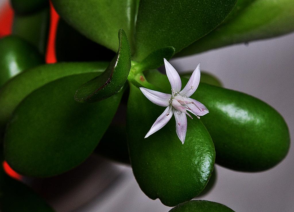 Dickblattblüte