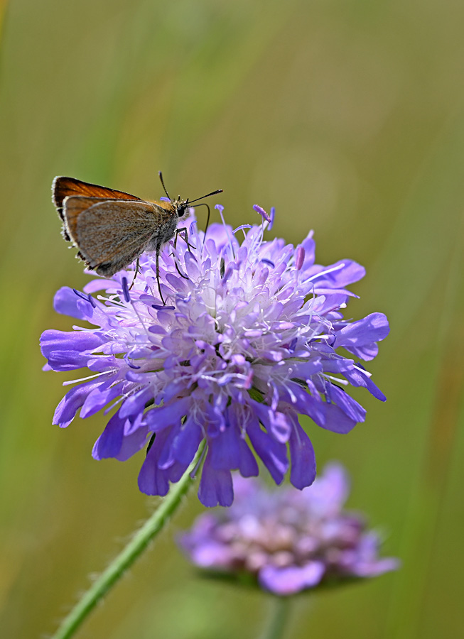 Dickkopffalter auf Witwenblume.jpg