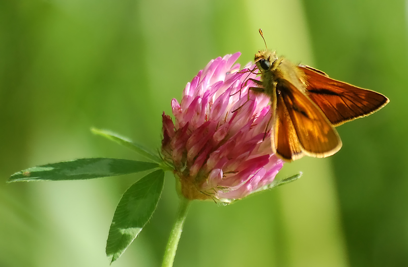 Dickkopffalter 

Aufgenommen im Steinauer Naturschutzgebiet