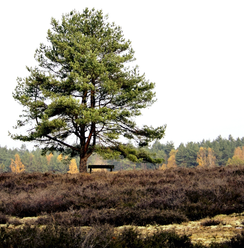 Die alte Bank ist schon von der Heide eingewachsen..jpg
