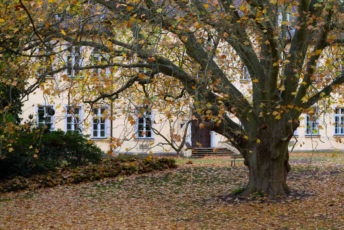 Die alte Platane.jpg