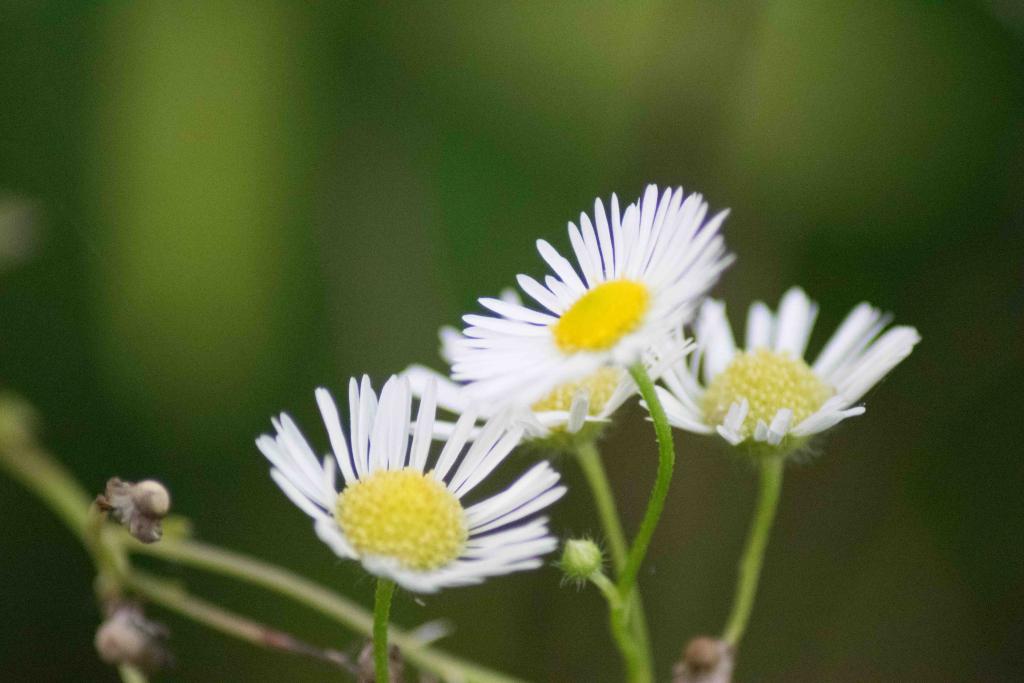 Die Blüte der Margeriten