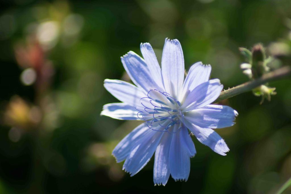 Die Blüte der Zichorie