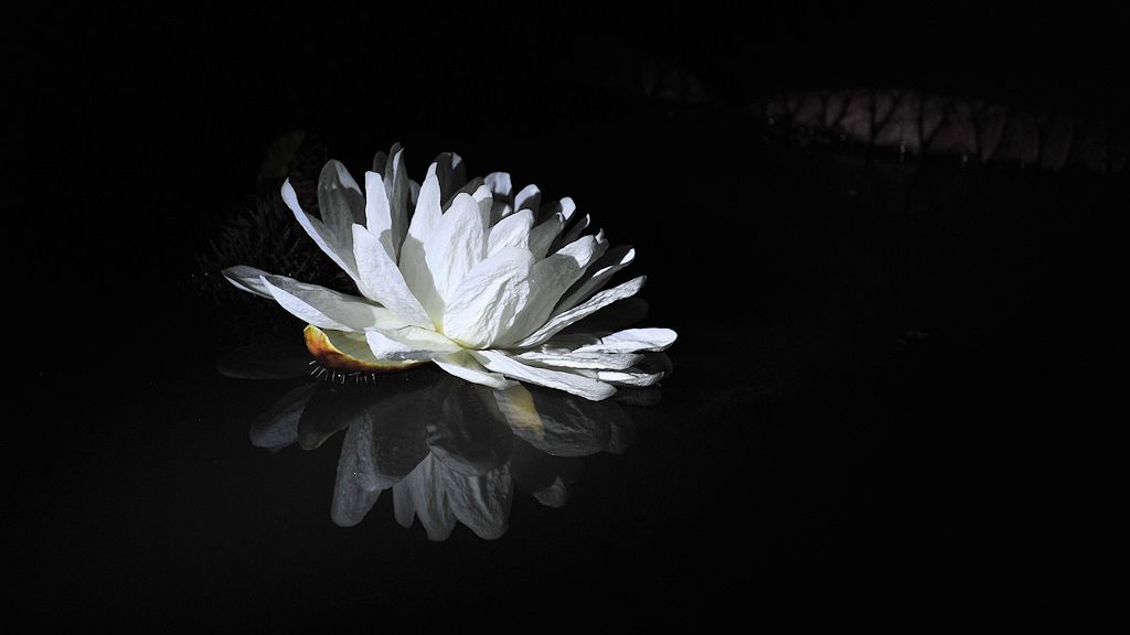 Die Blüten der Wasserlilien (Waterlily)
öffnen sich mit der abendlichen Dämmerung
und schließen sich am Morgen wieder.
Nach drei Nächten bleiben sie o