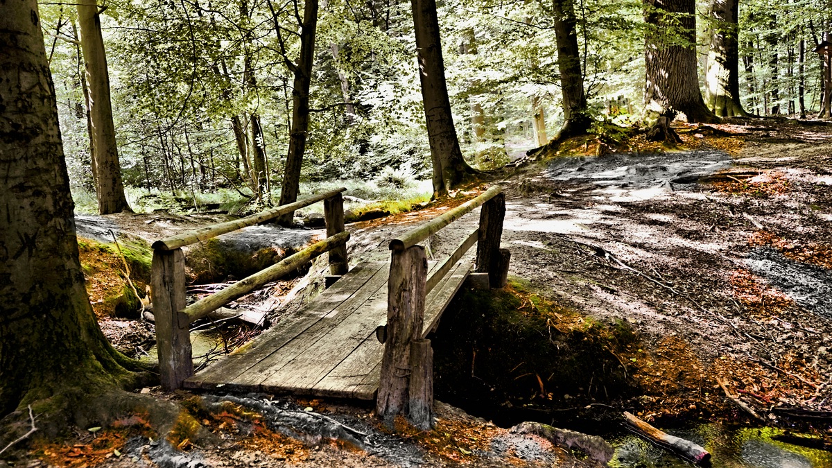 Die Brücke zwischen Erlen und Buchen.jpg
