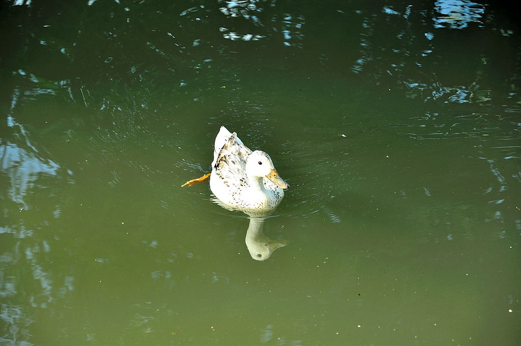 Die Ente