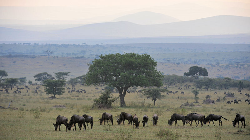 Die Gnus verteilen sich auf den nördlichen Plains 
in der Serengeti
0410