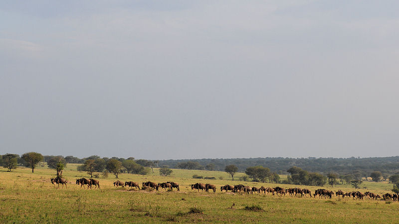 Die Gnus ziehen in langen Reihen.
Serengeti
1221