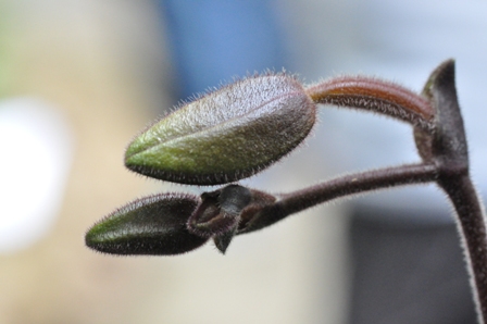 Die Knospe