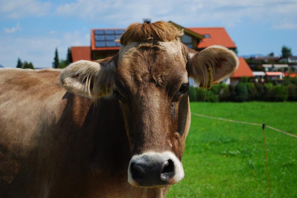 Die Kuh Elsa: "Was guckst du?!"