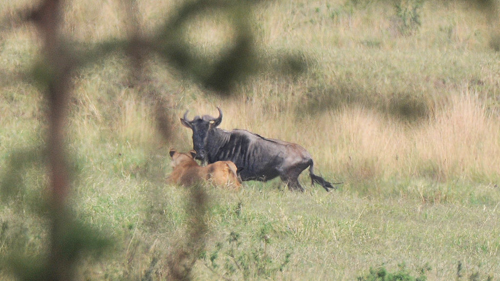 Die Löwin stellt das Gnu,
das Gnu greift die Löwin an!
3786