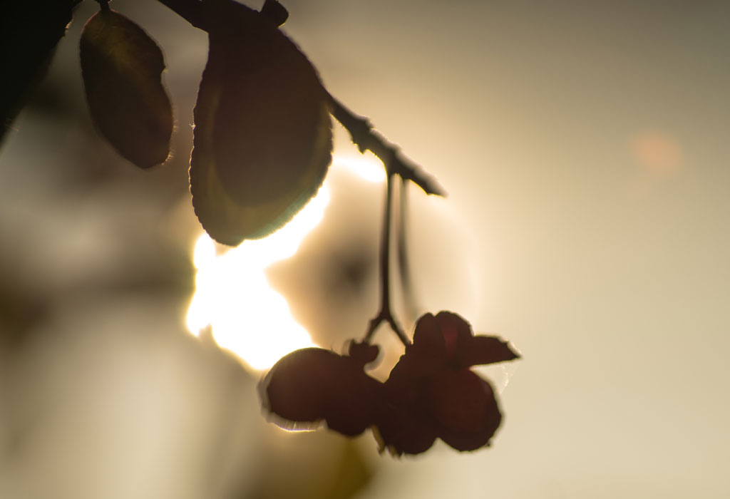 Die letzten Blüten